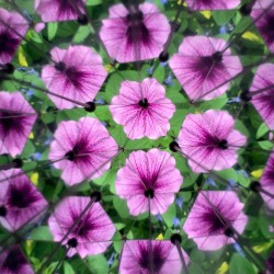 Vue de fleurs violettes à l'intérieur du kaléidoscope Huckleberry