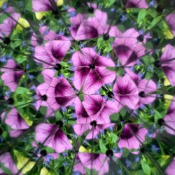 Autre vue de fleurs violettes à l'intérieur du kaléidoscope Huckleberry