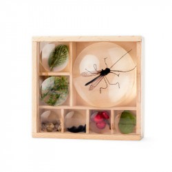 Boite loupe pour collectionner les insectes Huckleberry