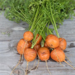 Botaki - semis carotte