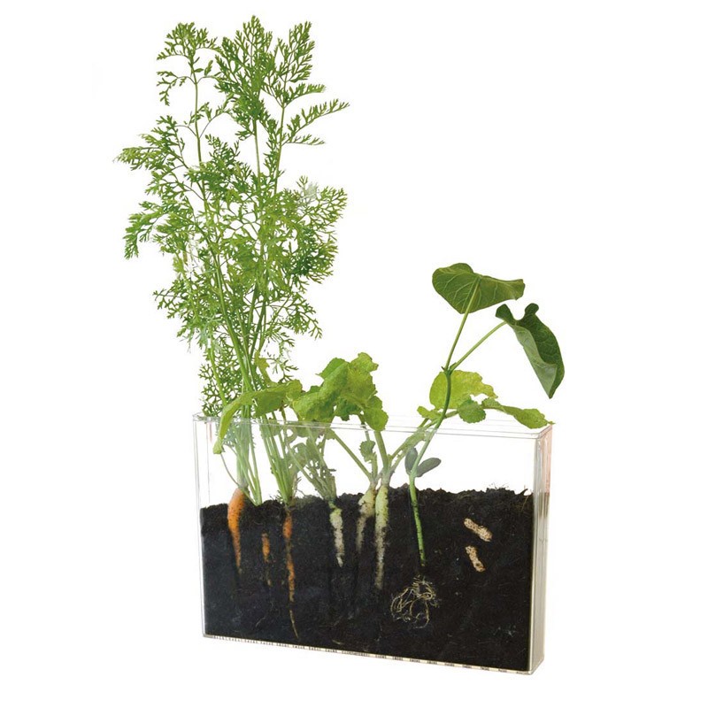 Vivarium - Radis et Capucine - racines et vers de terre