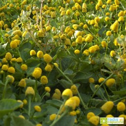 Je fais pousser ma plante qui pétille - Radis et Capucine