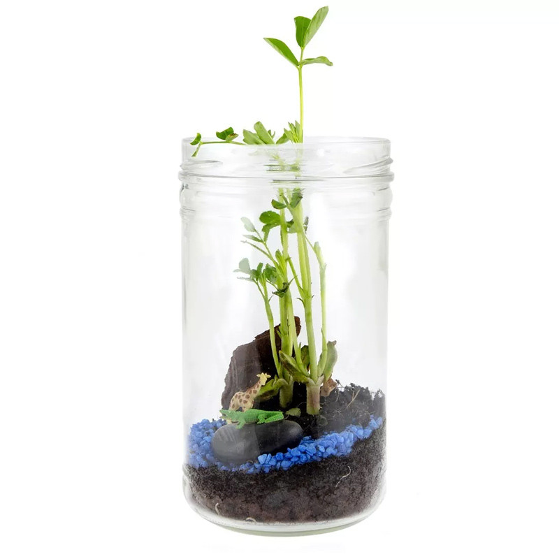 Terrarium de la savane Radis et Capucine