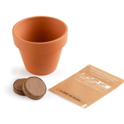 pot, terre et graine de Trèfle à quatre feuilles - Kit message « Bonne chance » - Radis et Capucine