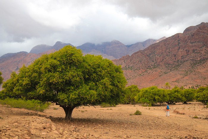 Voyage-famille-Maroc-anti-Atlas-Arganier