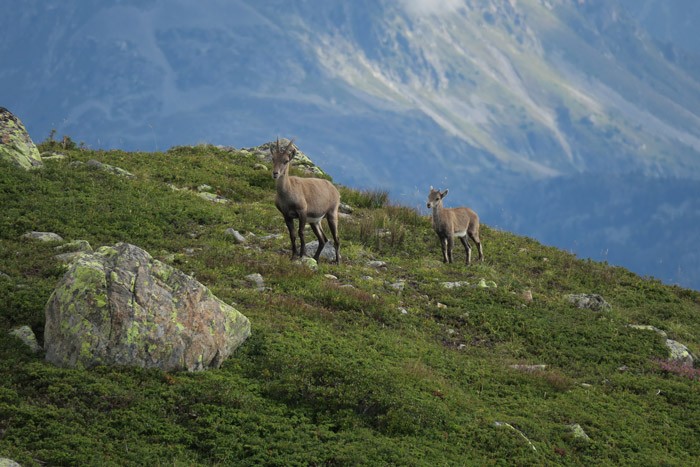 Chamois lac chésérys