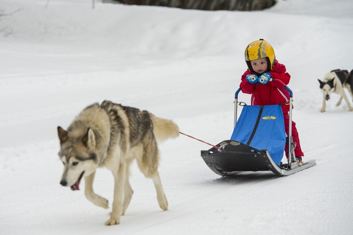 chien de traineau pour enfant à Parlognan