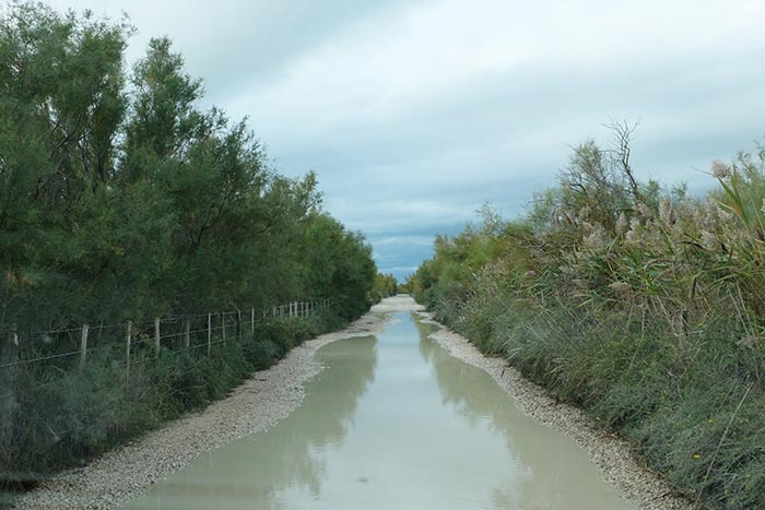 une grosse flaque d'eau sur le chemin en Camargue