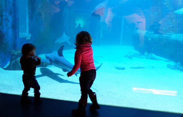 Erin et Cian devant les requins et raies à l'aquarium