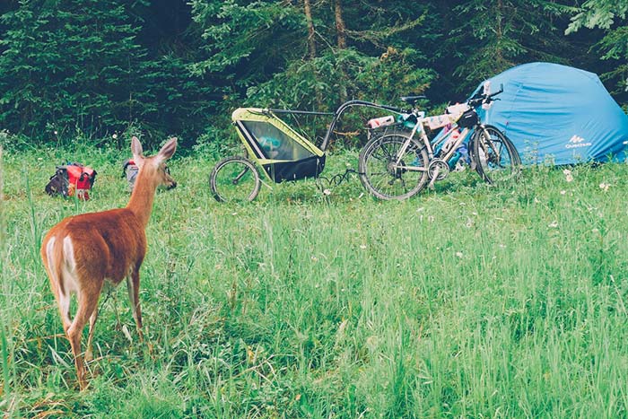 biche devant le bivouac avec les vélos