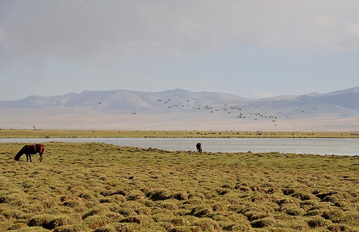 chevaux et vol d'oiseaux au bord d'un lac au Kirghizstan