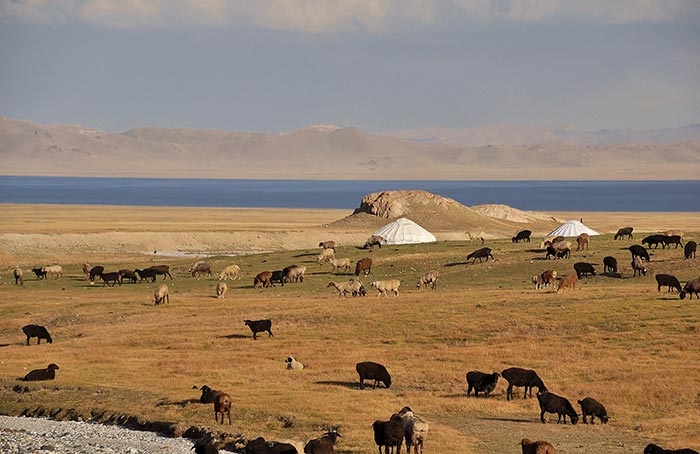 paysage au Kirghizstan : moutons, lac et yourte