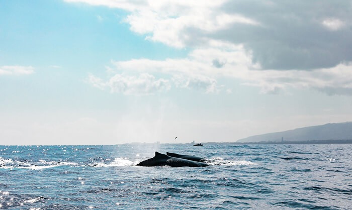 baleines au large de l'ïle de la Réunion