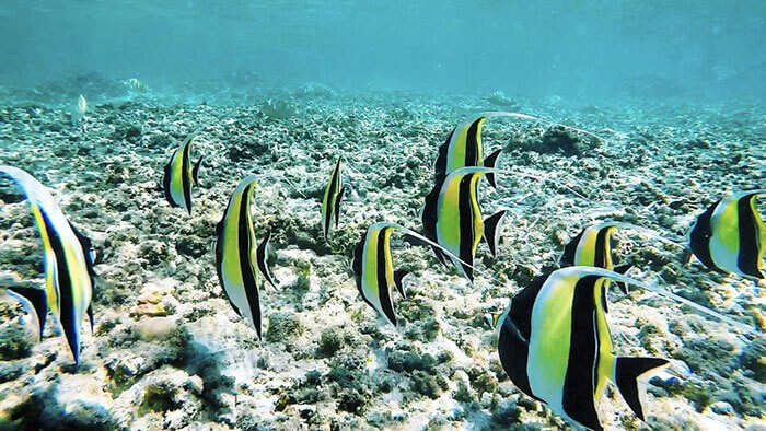 banc de poisson lors d'une session snorkeling à la Réunion