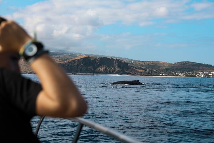 Observation des baleines depuis un bateau dans les eaux de la Réunion