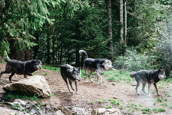 les loups du parc Alpha au moment du nourrissage
