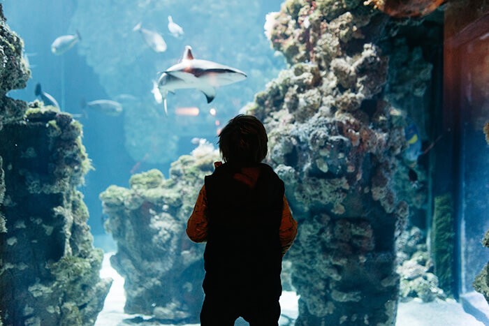 enfant qui regarde un requin dans l'aquarium du musée océanographique de Monaco