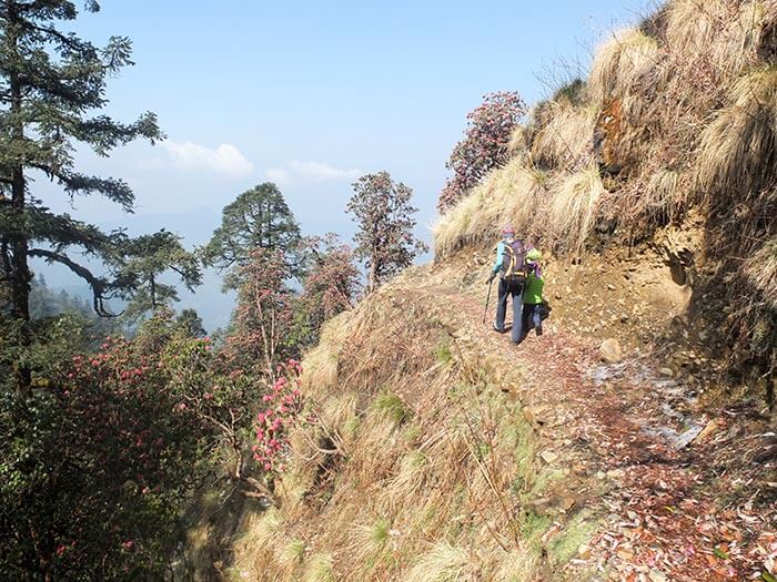 chemin à travers les rhododendrons sur un trek au Népal