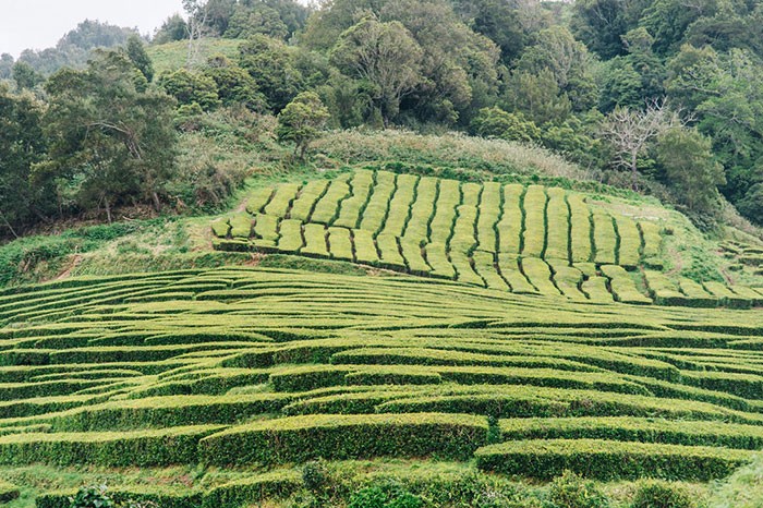 les plantations de thé de Chá Porto Formoso aux Açores