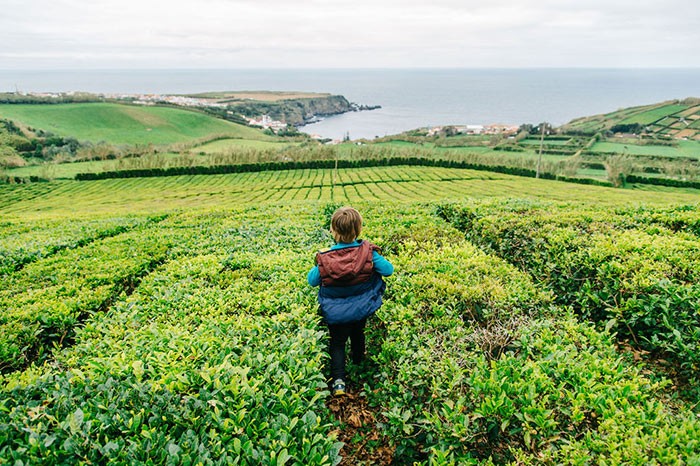 enfant se promène dans les plantations de thé de l'île de Sao Miguel, Açores