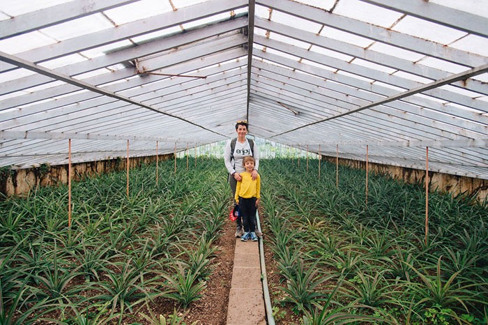 maman et son enfant dans une serre de plantation d'ananas d'Arruda à Sao Miguel aux Açores