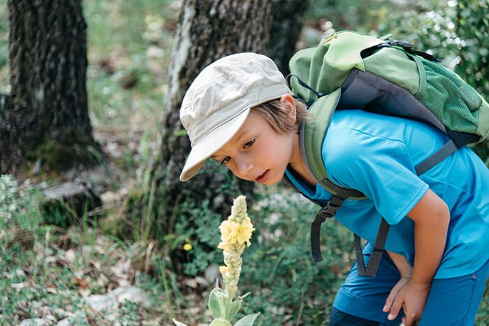 petit garçon en randonnée dans l'estérel et fleur jaune sur le chemin