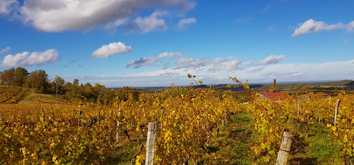 Les côteaux d'Arbois