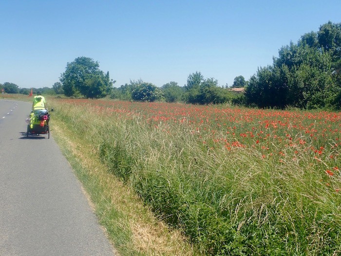 Randonne a velo champ de coquelicot