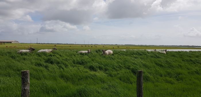 Moutons dans prairie verdoyante en vendée