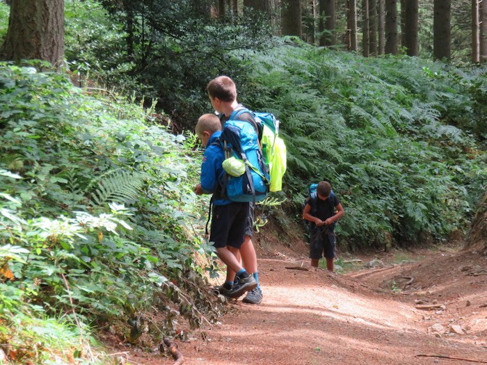 récolte fruit des bois en famille