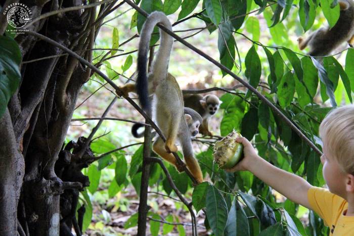 Enfant donnant à manger aux singes en Guyane