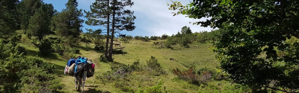 Randonnée avec un âne en famille : 6 jours d'itinérance en Ariège