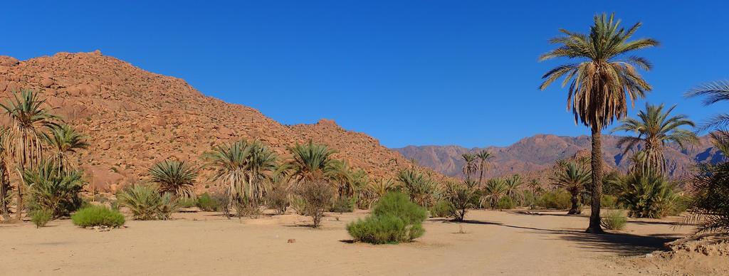 La forêt de cèdres, Maroc en famille