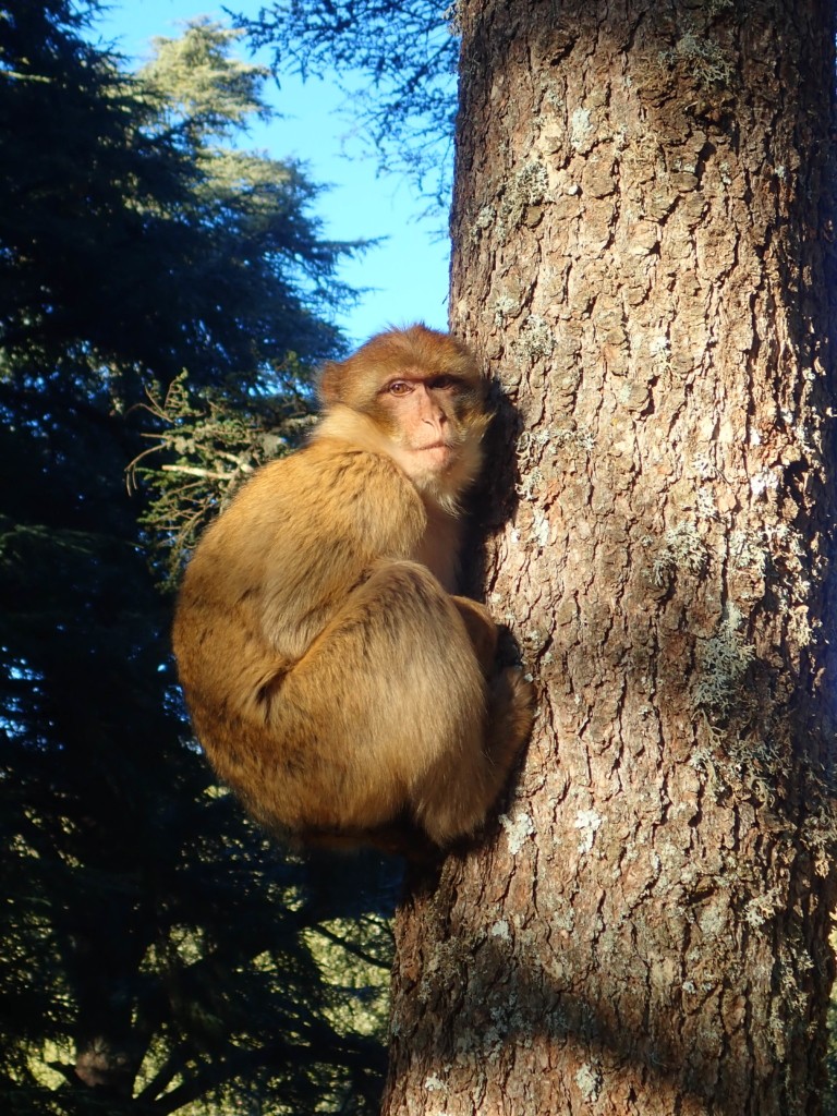 Forêt des cèdres