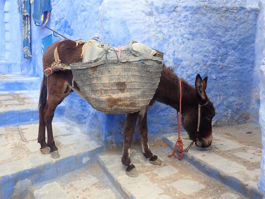 Rencontre avec des locaux au Maroc