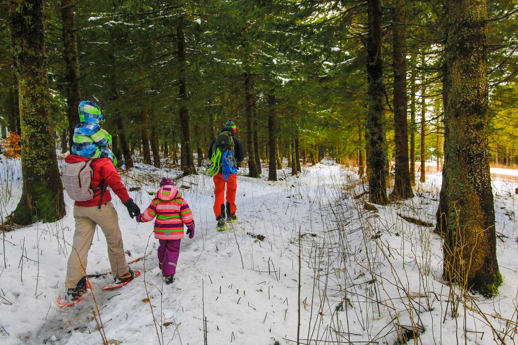 balade-en-raquettes-en-foret
