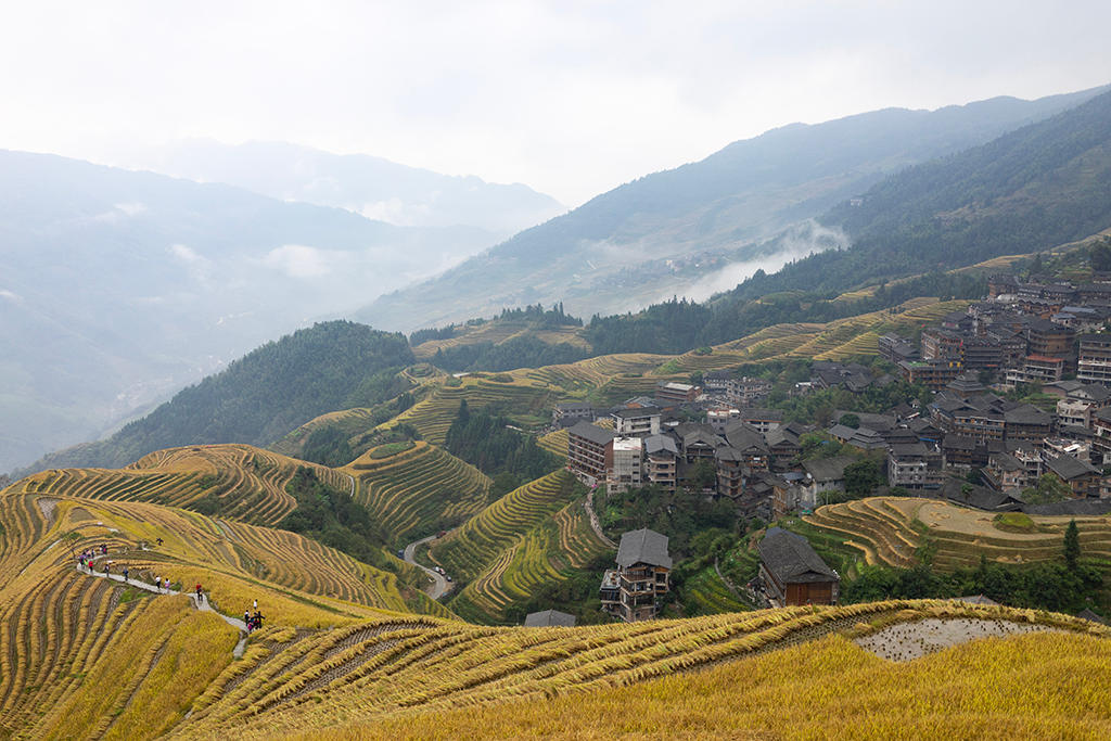 rizières en terrasse de Longsheng