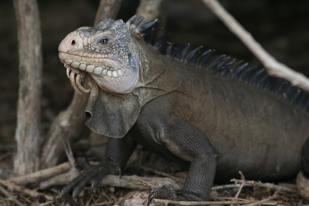 Iguane Guadeloupe