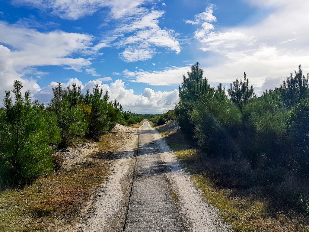 Forêts de Pins