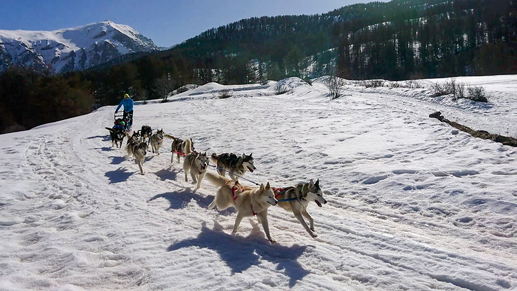 Chien de traîneau Crévoux