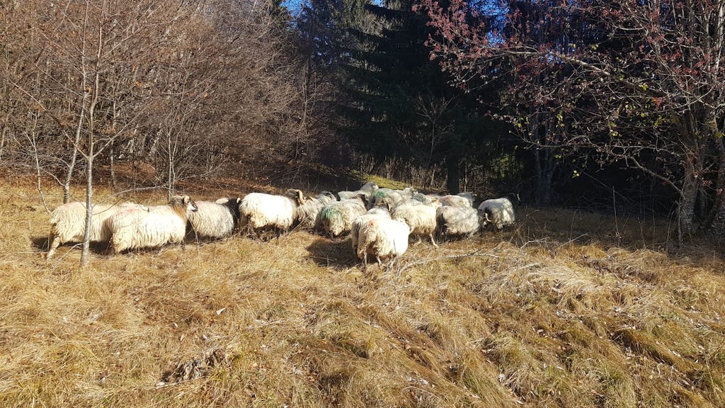 transhumance en Savoie