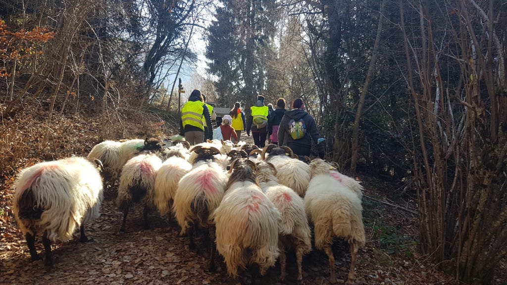 transhumance en Savoie