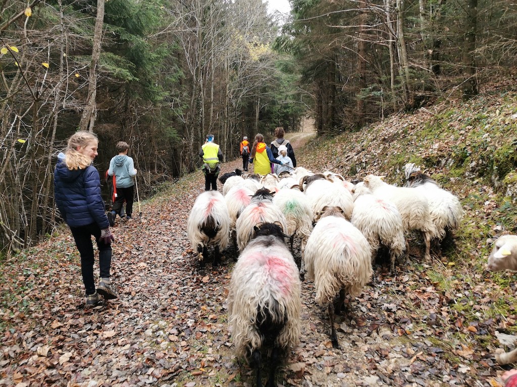 transhumance en Savoie