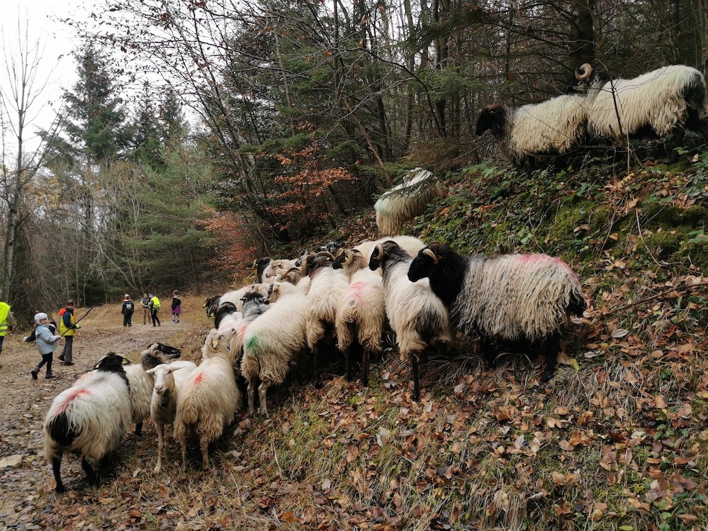 transhumance en Savoie