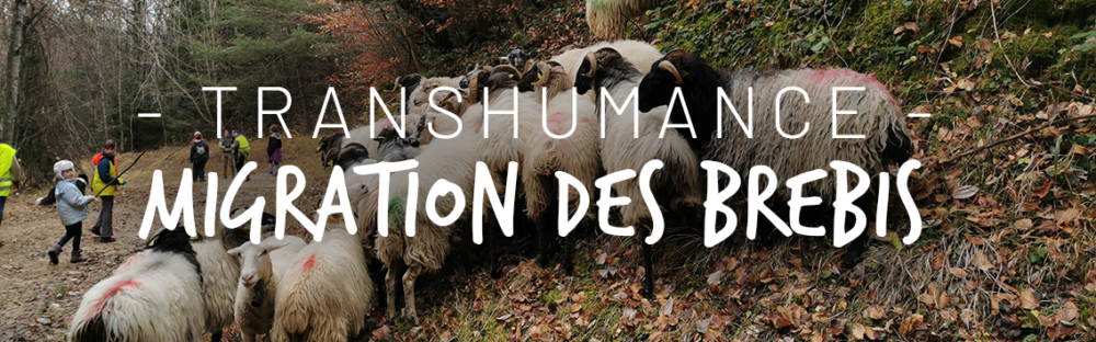 La petite transhumance en Savoie des brebis des Granges de Joigny à la bergerie de Le Devin