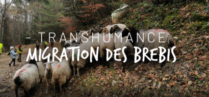 La petite transhumance en Savoie des brebis des Granges de Joigny à la bergerie de Le Devin