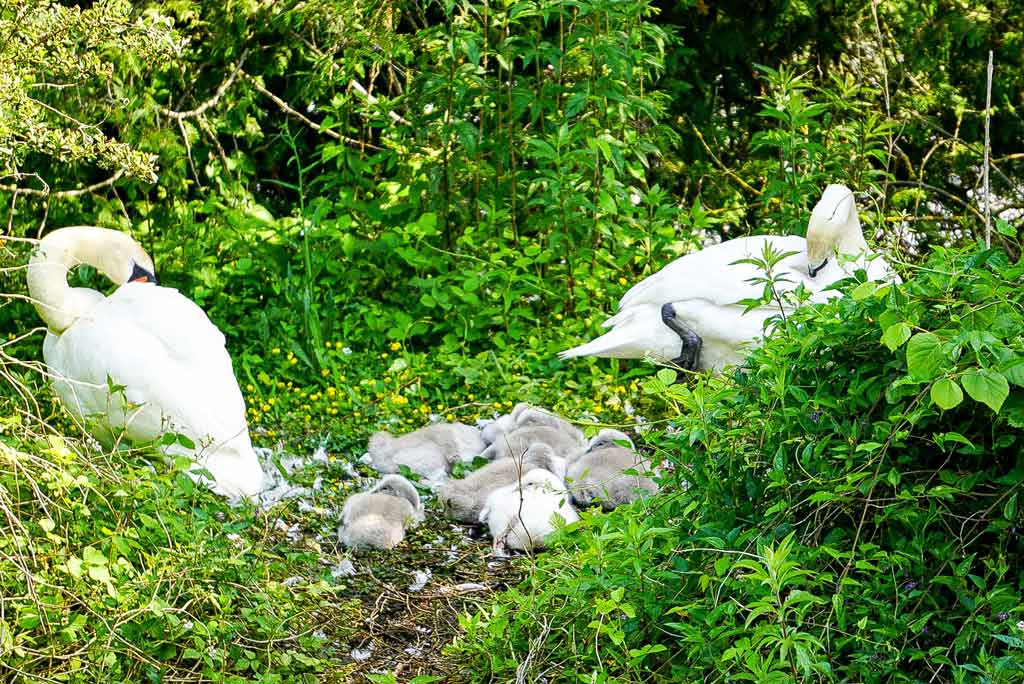 veloroute-vallee-somme-famille-nid-de-cygne