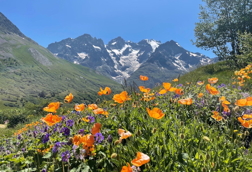 Jardin alpin du Lautaret