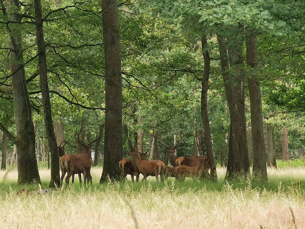 Véloscénie en famille : espace rambouillet