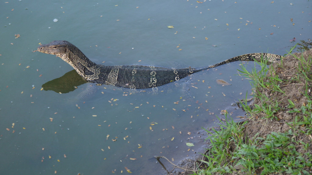 Varan en Thaïlande